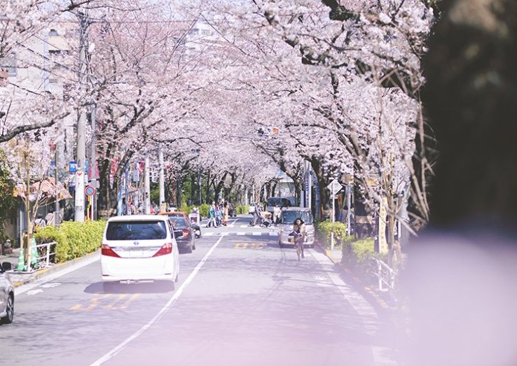 Festival Sakura Kamurozaka