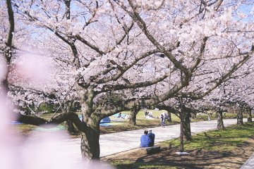 Oi Wharf Seaside Park Sports Forest Sakura Plaza