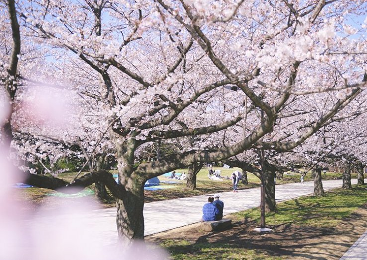 Oi Wharf Seaside Park Sports Forest Sakura Plaza