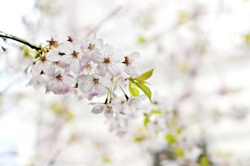 8 Tempat Sakura Terbaik Shinagawa