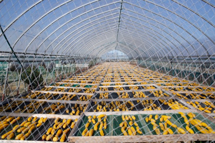 Sweet potato drying in the field at Nousanbutsu Kakou Konya