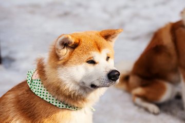 Known as ‘Akita Inu’ in Japan, this large dog breed originated in the mountainous regions of North Japan.
