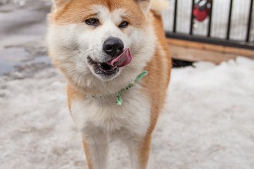 Akita dogs have a muscular build and are famous for their courage, dignity and loyalty.