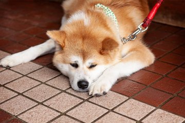 This Japanese dog is highly-renowned for its protective instincts of family members, and provides lasting companionship for its owners.