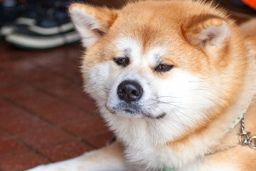 So why not come and meet me in Akita?