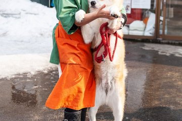 The loyalty and devotion they display reflects characteristics that are deeply prized within Japanese society.