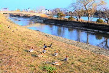 Cute ducks