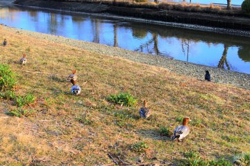 The lovely ducks