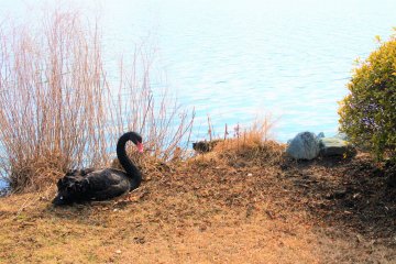 A black swan resting by the lake