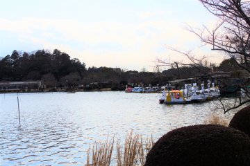 A white swan boat