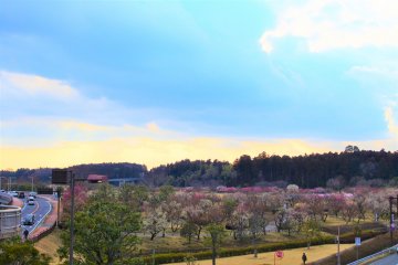 A great view of Kairakuen Garden