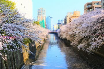 The Cherry Blossoms of Tokyo's Meguro River