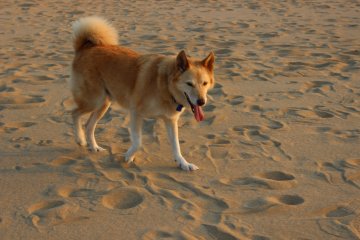 <p>Les chiens sont autoris&eacute;s dans les dunes, mais n&rsquo;oubliez pas de nettoyer derri&egrave;re eux!</p>