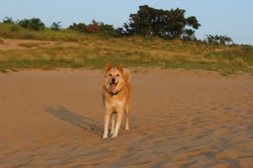 <p>L'herbe pousse dans certaines parties des dunes, en fait, le gouvernement pr&eacute;fectoral a des programmes pour retirer la prairie empi&eacute;t&eacute;e chaque ann&eacute;e afin de pr&eacute;server les dunes</p>