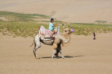 <p>Une vir&eacute;e en chameau pour une session photo originale</p>