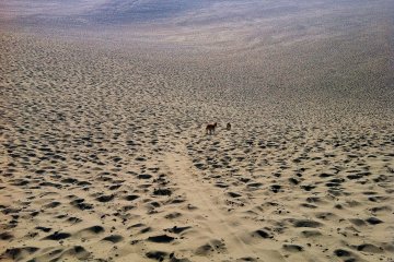 <p>De nombreux sites Web s'extasient sur les cercles cr&eacute;&eacute;s par le vent dans le sable, et d&eacute;noncent la fa&ccedil;on dont les traces des touristes les ont d&eacute;j&agrave; ruin&eacute; &agrave; midi. Cette photo a &eacute;t&eacute; prise quelques instants apr&egrave;s le lever du soleil, donc vous pouvez voir le sable intact si vous arrivez assez t&ocirc;t !</p>