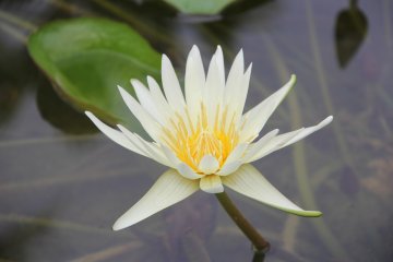 <p>Yellow, white and purple flowers bloom during the summertime</p>