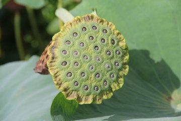 <p>A flower that has already bloomed gracefully dries out in the Okinawan sun</p>