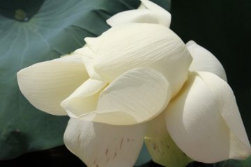 <p>The weight of these blooming white flowers and their position in the water make for a bit of a difficult capture on photographs</p>