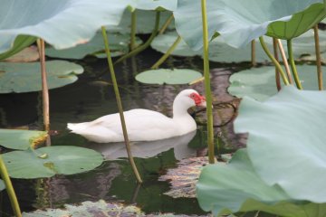 <p>It's difficult to see, but there are many waterfowl lurking below the foilage of the Water Garden</p>