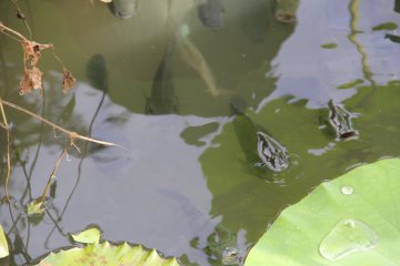 <p>There's also many carp in the pond</p>