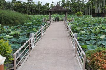 <p>Subtropical water plants engulf the ponds of Southeast Botanical Garden's Water Garden</p>