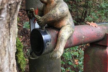 A lucky monkey