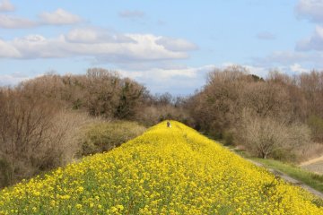 Rapeseed Along the Arakawa Kawajima