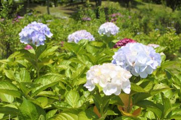 Hydrangeas