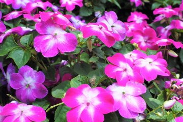 Impatiens