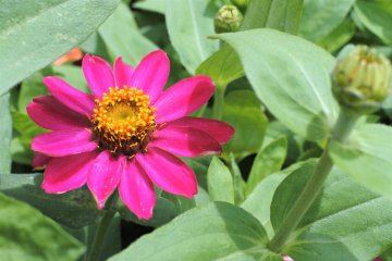 A cute flower