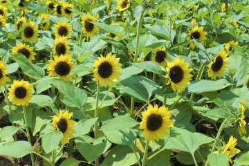 Sunflower field