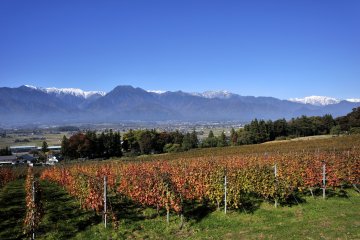 Vineyards in Ikeda