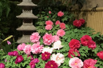 Peonies in Yushi garden 