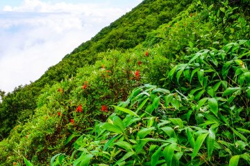 Beautiful alpine flora and fauna