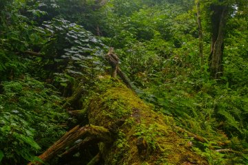 The trail is surrounded by thick summer flora and fauna