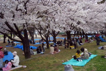 Modern hanami in Kumamoto, Kyushu