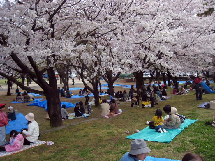 Modern hanami in Kumamoto, Kyushu