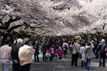 Modern hanami in Ueno, Tokyo