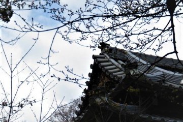 roofline defines the location of the cherry blossoms