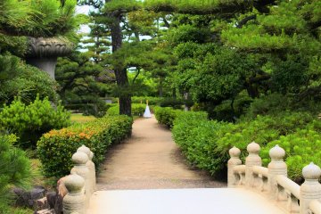 A splendid bridge and pine trees