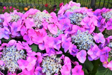 Beautiful hydrangeas