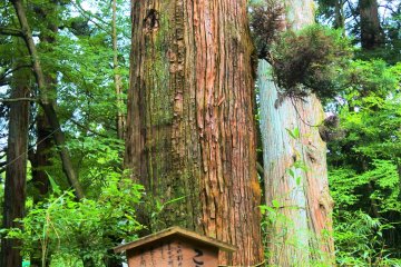 A Kobu cedar tree