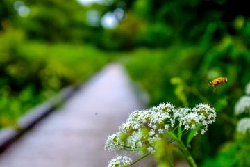 As with the dense population of plant and bird life, the wooden path is also a fantastic place to observe insects