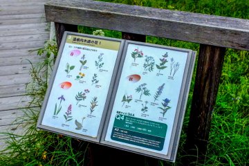 There are various information boards along the path which highlight some of the species you are likely to encounter