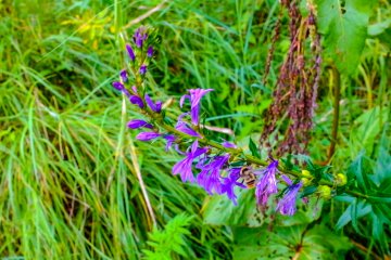 Beautiful summer colour surrounds the 3km path