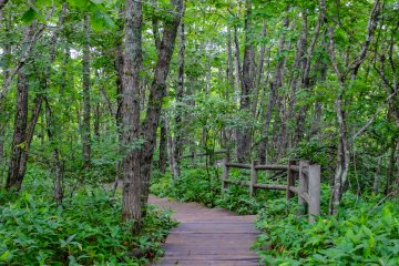 The car park entrance features a nice walk through the thick forest before entering the wetland walkway