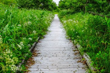 The Onnenai wooden path walkway is 3km in total, but visitors can break up the walk by taking various shorter routes