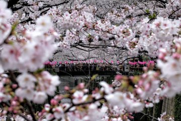 Cerezos en flor en el río Meguro