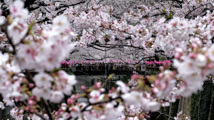 Cerezos en flor en el r&iacute;o Meguro